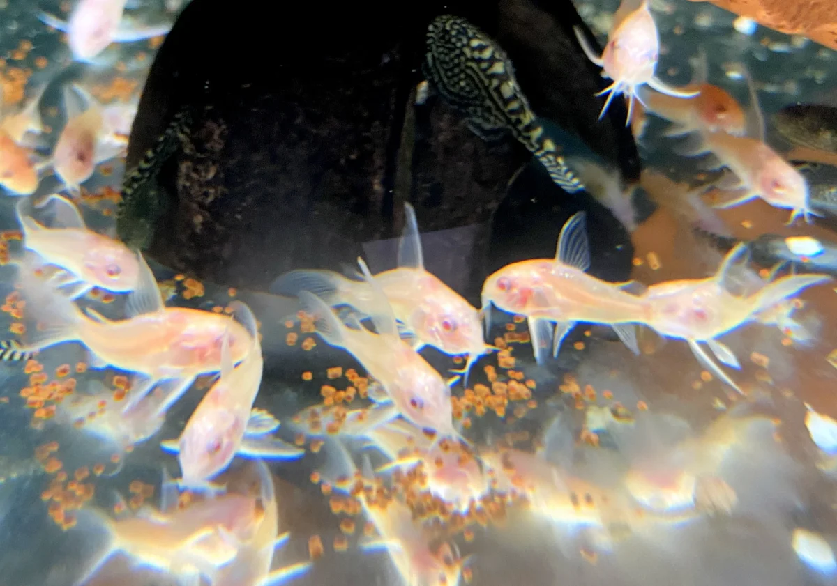 Schwarm-Sonderpreis: 10 x Albino Metallpanzerwels longfin - Osteogaster (Corydoras) aenea