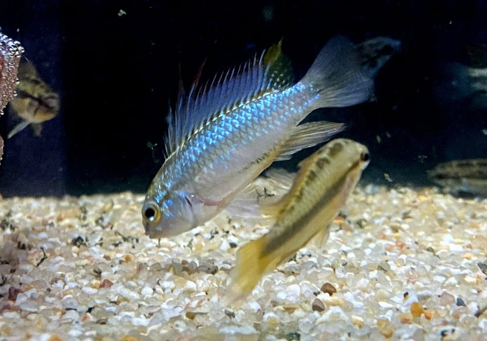 XL Dreistreifen-Zwergbuntbarsch - Apistogramma trifasciata – Bild 3