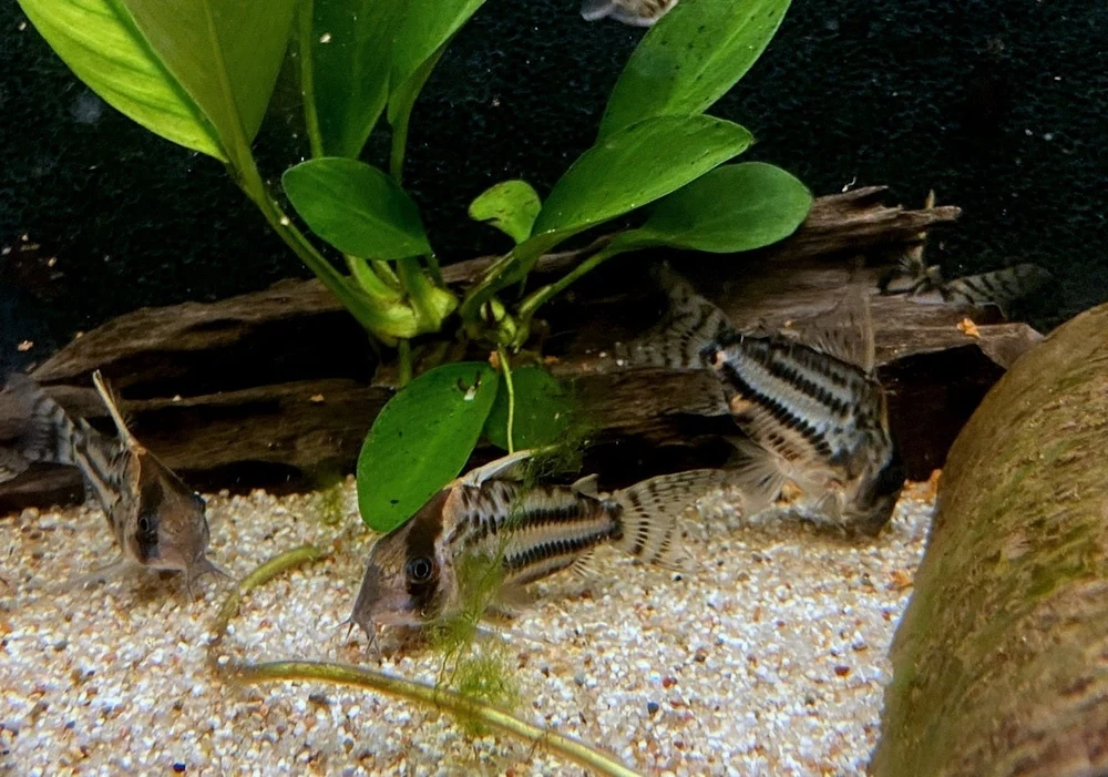 Augenstrichpanzerwels (CW28) - XL-Showtiere - Hoplisoma (Corydoras) schwartzi (High Fin) – Bild 4