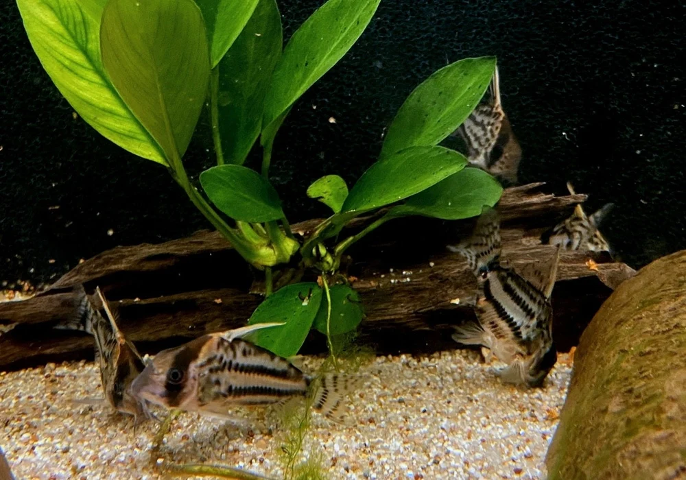 Augenstrichpanzerwels (CW28) - XL-Showtiere - Hoplisoma (Corydoras) schwartzi (High Fin) – Bild 5