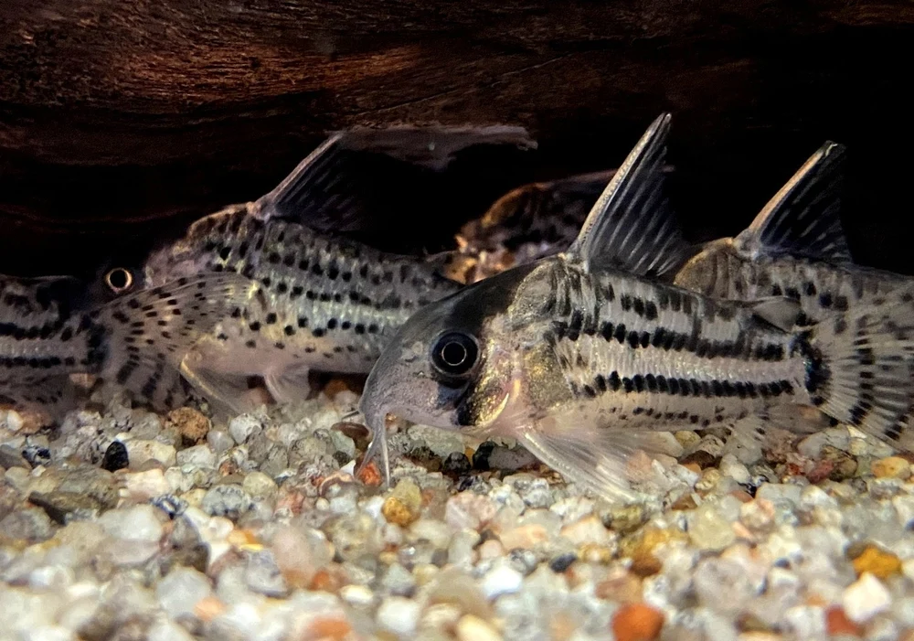 Augenstrichpanzerwels (CW28) - XL-Showtiere - Hoplisoma (Corydoras) schwartzi (High Fin) – Bild 6