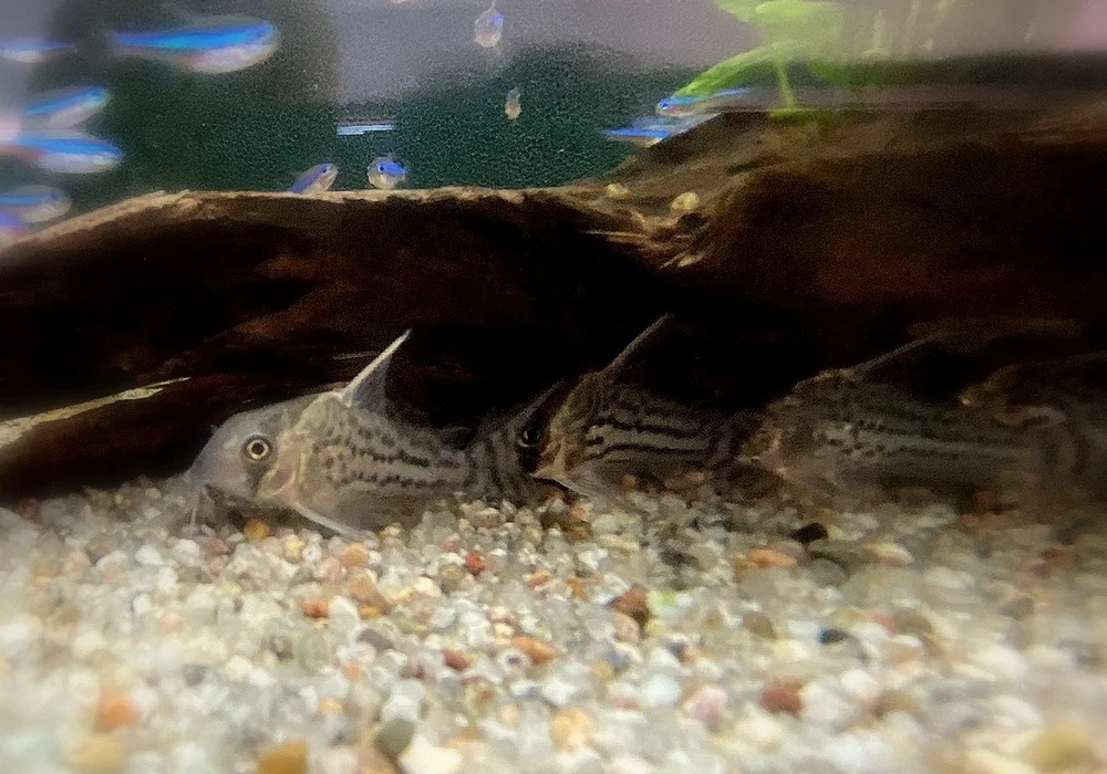 Augenstrichpanzerwels (CW28) - XL-Showtiere - Hoplisoma (Corydoras) schwartzi (High Fin) – Bild 7